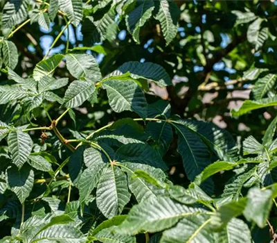 Aesculus carnea 'Briotii' Aesculus carnea 'Briotii'