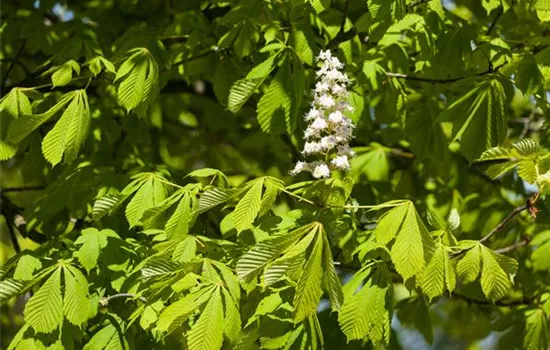 Aesculus hippocastanum 'Baumannii' Aesculus hippocastanum 'Baumannii'