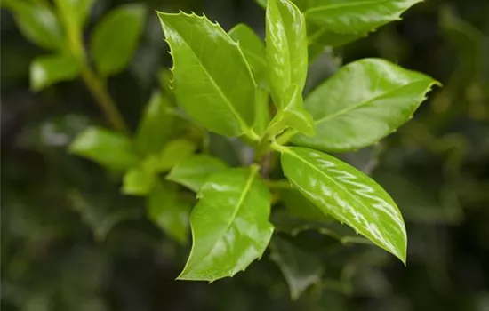 Ilex aquifolium 'J.C. van Tol' Ilex aquifolium 'J.C. van Tol'