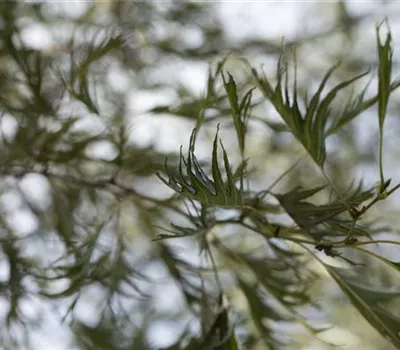 Alnus glutinosa 'Imperialis' Alnus glutinosa 'Imperialis'