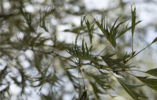 Alnus glutinosa 'Imperialis' Alnus glutinosa 'Imperialis'