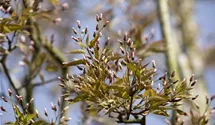 Schnee-Felsenbirne 'Robin Hill'
