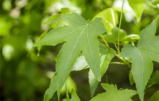 Liquidambar styraciflua 'Slender Silhouette' Liquidambar styraciflua 'Slender Silhouette'
