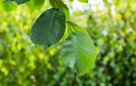 Ulmus glabra 'Camperdownii' Ulmus glabra 'Camperdownii'
