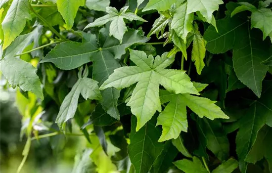 Liquidambar styraciflua 'Worplesdon' Liquidambar styraciflua 'Worplesdon'