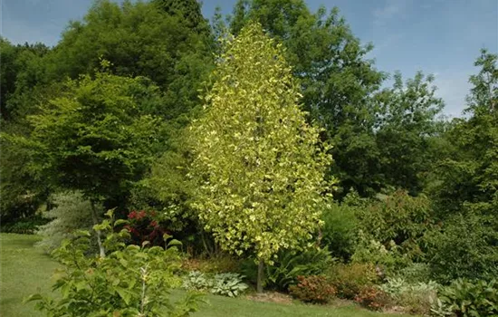Liriodendron tulipifera 'Aureomarginatum' Liriodendron tulipifera 'Aureomarginatum'