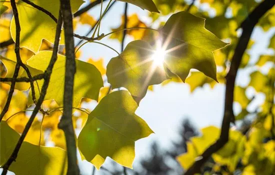 Liriodendron tulipifera 'Edward Gursztyn' Liriodendron tulipifera 'Edward Gursztyn'