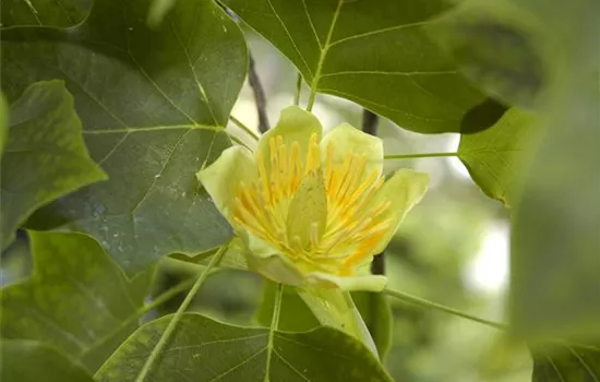 Liriodendron tulipifera 'Fastigiatum' Liriodendron tulipifera 'Fastigiatum'