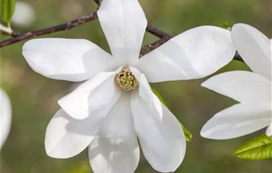 Magnolia kobus Magnolia kobus