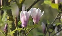 Tulpen-Magnolie 'Heaven Scent'