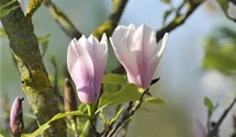 Tulpen-Magnolie 'Heaven Scent'