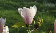Tulpen-Magnolie 'Heaven Scent'