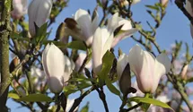 Tulpen-Magnolie 'Heaven Scent'