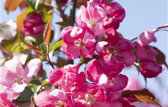 Malus 'Rudolph' Malus 'Rudolph'