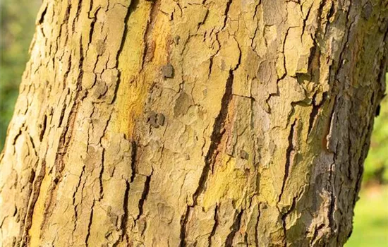 Platanus hispanica Platanus hispanica