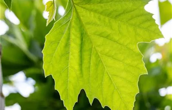 Platanus hispanica 'Alphen's Globe' Platanus hispanica 'Alphen's Globe'