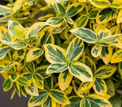 Euonymus fortunei 'Emerald'n Gold' 
