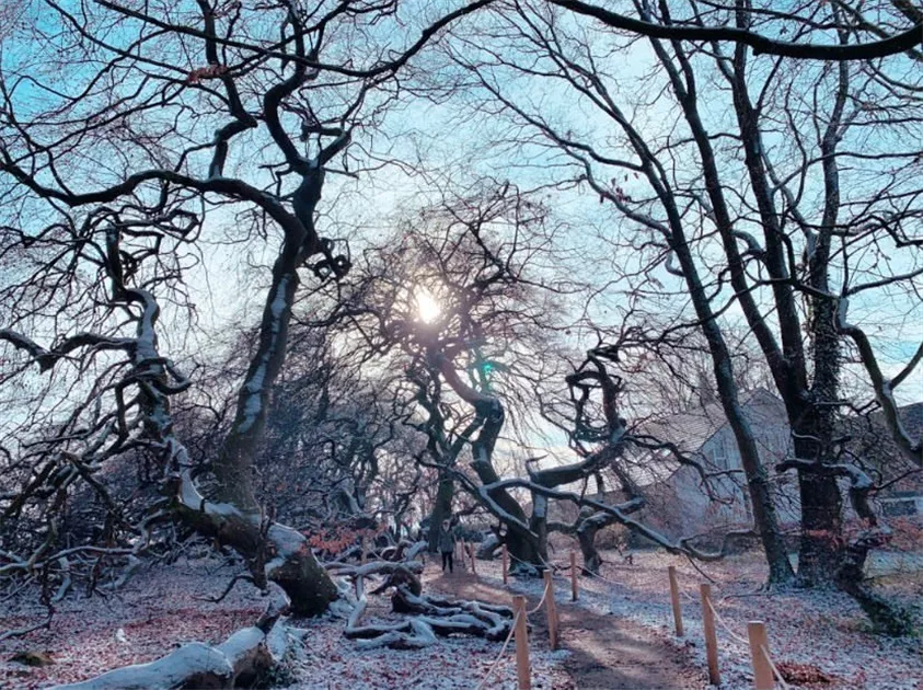Fagus sylvatica var. suentelensis