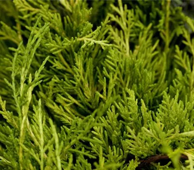 Juniperus media 'Golden Saucer'