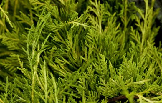 Juniperus media 'Golden Saucer'