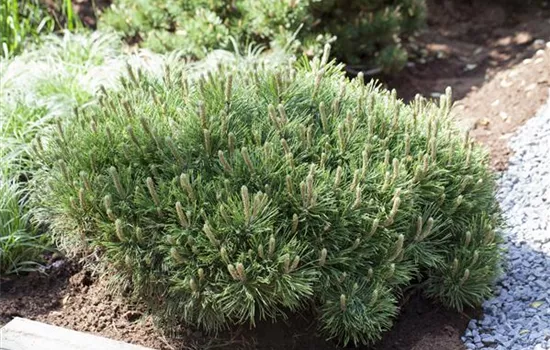 Pinus mugo pumilio Pinus mugo pumilio