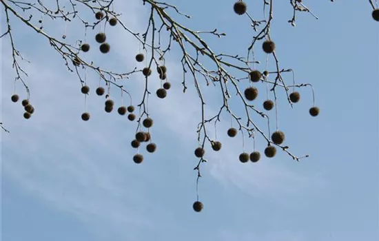 Platanus acerifolia Platanus acerifolia