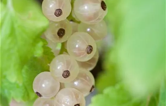 Ribes sativum 'Weiße Versailler' Ribes sativum 'Weiße Versailler'