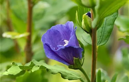 Hibiscus syriacus 'Marina'  Hibiscus syriacus 'Marina'