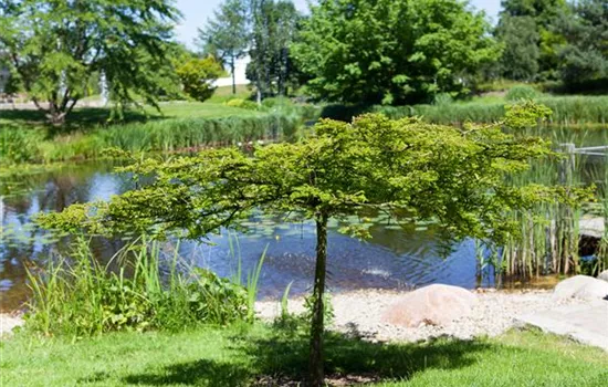 Gartenteich easy going - so klappt's Gartenteich easy going - so klappt's