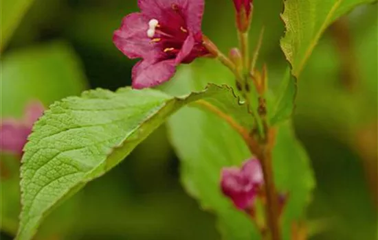 Weigela 'Bristol Ruby' Weigela 'Bristol Ruby'