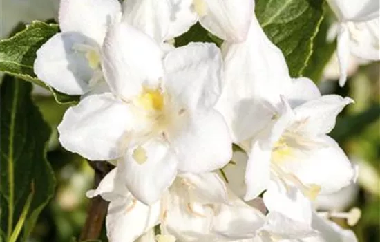 Weigela 'Snowflake' Weigela 'Snowflake'