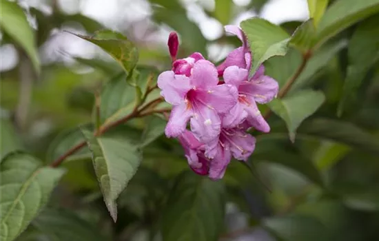 Weigela florida 'Picobella Rosa' Weigela florida 'Picobella Rosa'