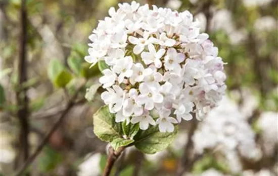 Viburnum burkwoodii 'Mohawk' Viburnum burkwoodii 'Mohawk'
