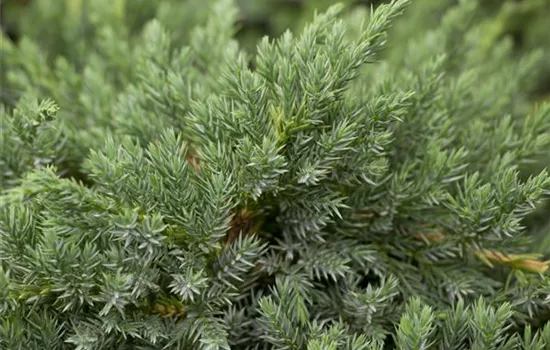 Juniperus squamata 'Blue Carpet'  Juniperus squamata 'Blue Carpet'