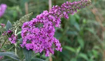 Sommerflieder/ Schmetterlingsstrauch 'Pink Delight'