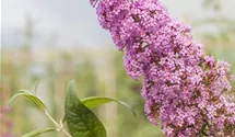 Sommerflieder/ Schmetterlingsstrauch 'Pink Delight'