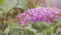 Sommerflieder/ Schmetterlingsstrauch 'Pink Delight'