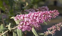 Sommerflieder/ Schmetterlingsstrauch 'Pink Delight'