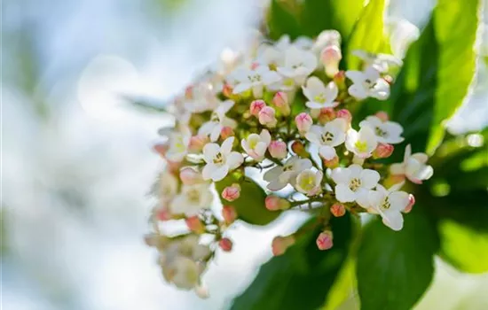 Viburnum carlcephalum Viburnum carlcephalum