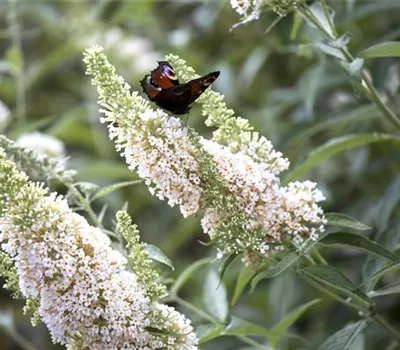Buddleja davidii 'White Profusion'  Buddleja davidii 'White Profusion'
