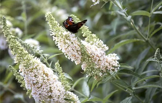 Buddleja davidii 'White Profusion'  Buddleja davidii 'White Profusion'