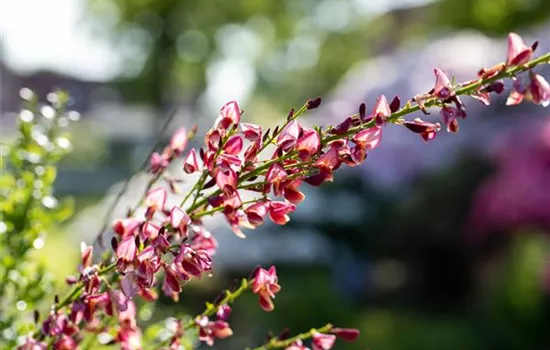 Cytisus praecox 'Hollandia' 
