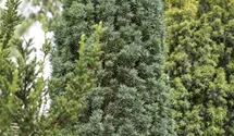 Grüne Säuleneibe 'Fastigiata Robusta'