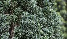 Grüne Säuleneibe 'Fastigiata Robusta'