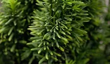 Grüne Säuleneibe 'Fastigiata Robusta'