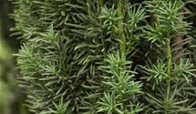 Grüne Säuleneibe 'Fastigiata Robusta'