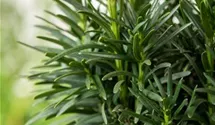 Grüne Säuleneibe 'Fastigiata Robusta'