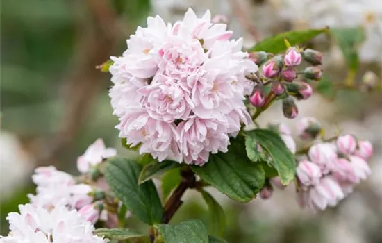 Deutzia hybrida 'Pink Pom-Pom' Deutzia hybrida 'Pink Pom-Pom'