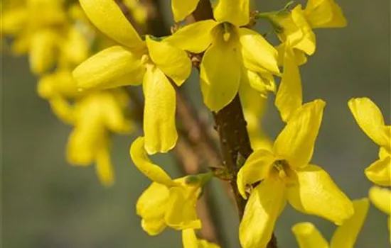 Forsythia intermedia 'Lynwood Gold' 