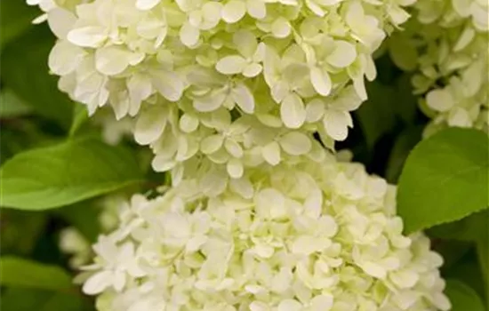 Hydrangea paniculata 'Limelight'  Hydrangea paniculata 'Limelight'